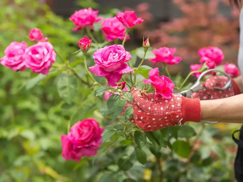 Aprende a cultivar rosas en casa