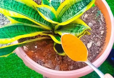 Cómo mantener tus plantas en invierno y evitar que mueran por las heladas