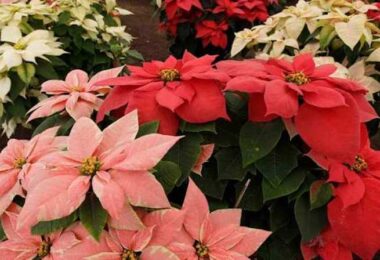 Cómo hacer crecer la planta nochebuena desde una ramita