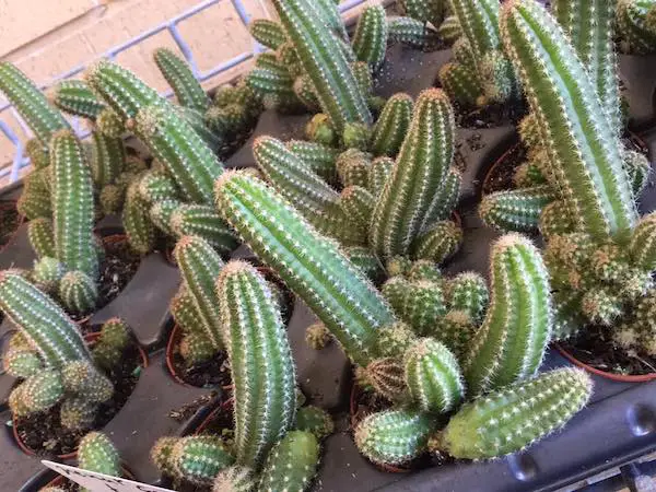 cactus cacahuate
