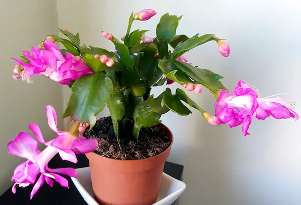 cactus de navidad con flores rosas en maceta de color rojo
