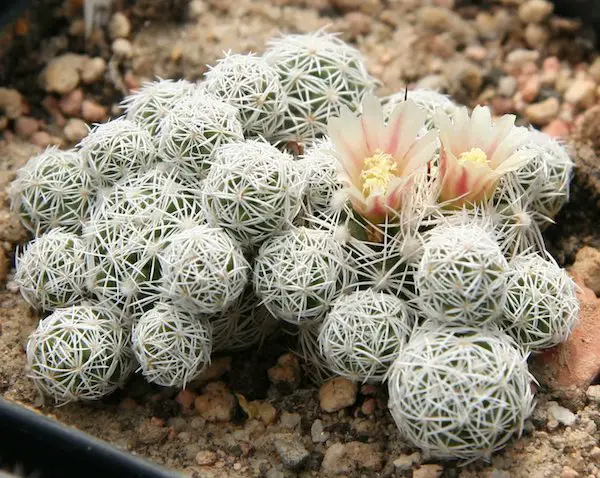 cactus dedal blanco