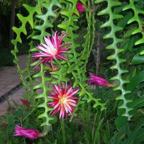 cactus ric rac forma zic zac con flores fiucsa