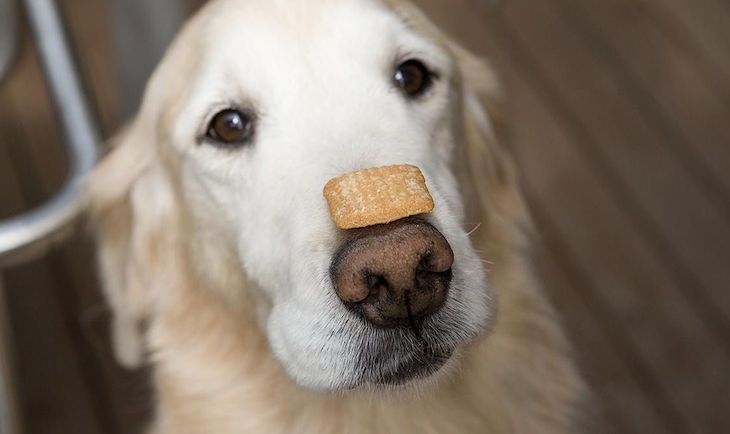 perro con galleta en su nariz