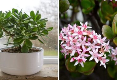 planta de jade con flores