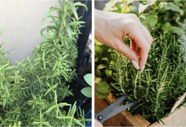 Cómo propagar una planta de romero