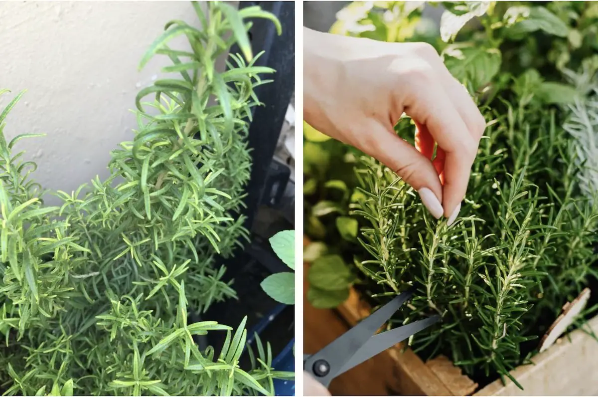 Cómo propagar una planta de romero