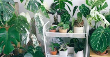 Plantas de interior que son beneficios para los problemas respiratorios