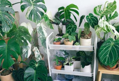 Plantas de interior que son beneficios para los problemas respiratorios