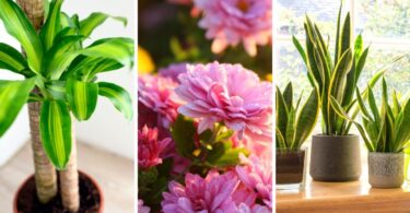 Plantas de interior que te ayudarán a eliminar los malos olores