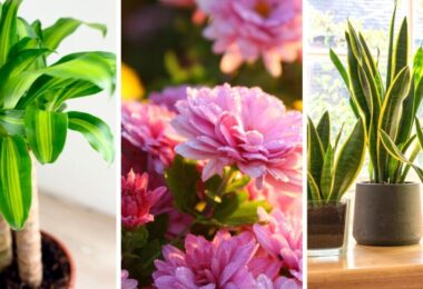 Plantas de interior que te ayudarán a eliminar los malos olores
