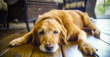 Cómo reducir el riesgo de demencia para tu mascota
