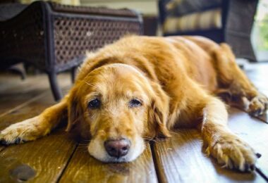 Cómo reducir el riesgo de demencia para tu mascota