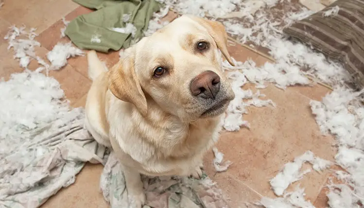 perro labrador color miel haciendo destrozos