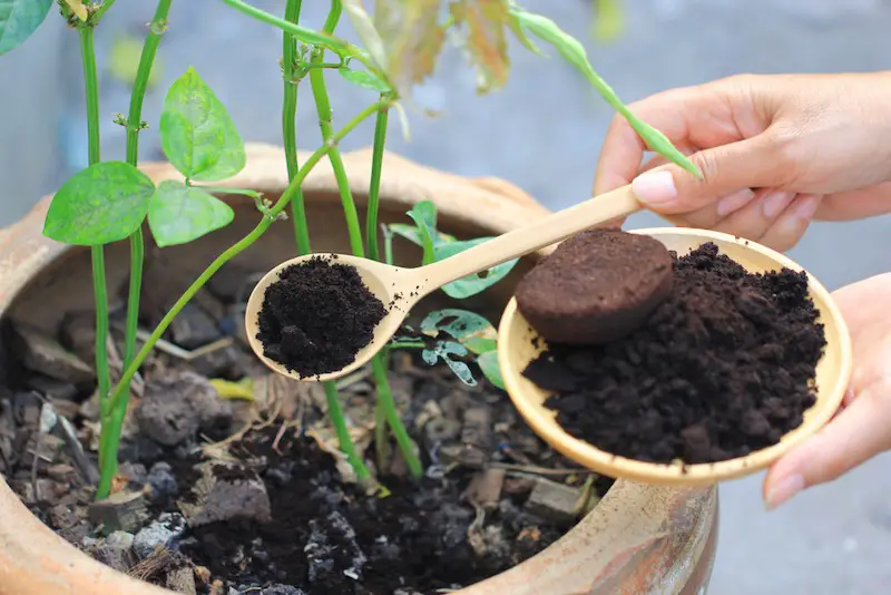 Fertilizante de café