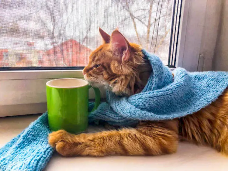 gato de color miel en una ventana taza verde bufanda celeste