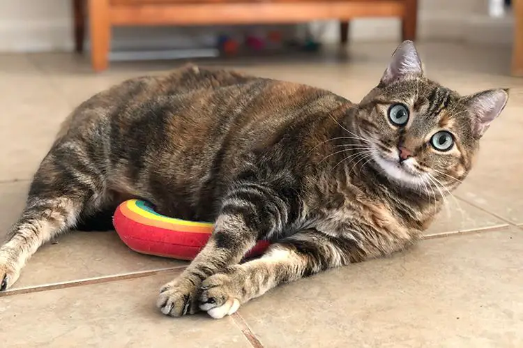 gato color pardo acostado jugando con juguete de tela  