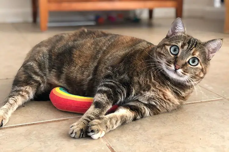 gato color pardo acostado jugando con juguete de tela