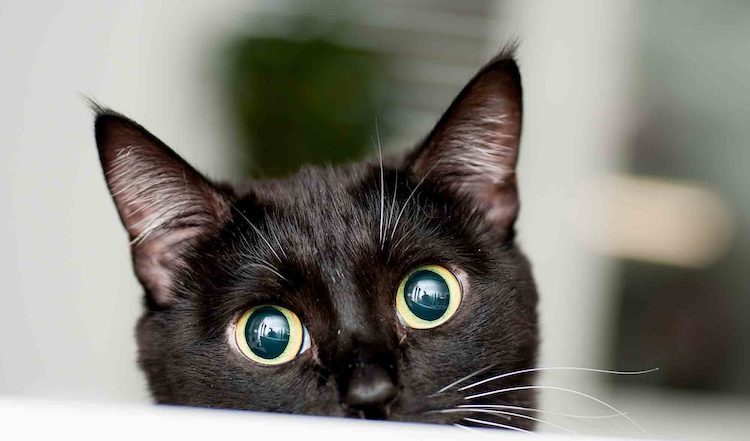 gato negro cachorro viendo atentamente