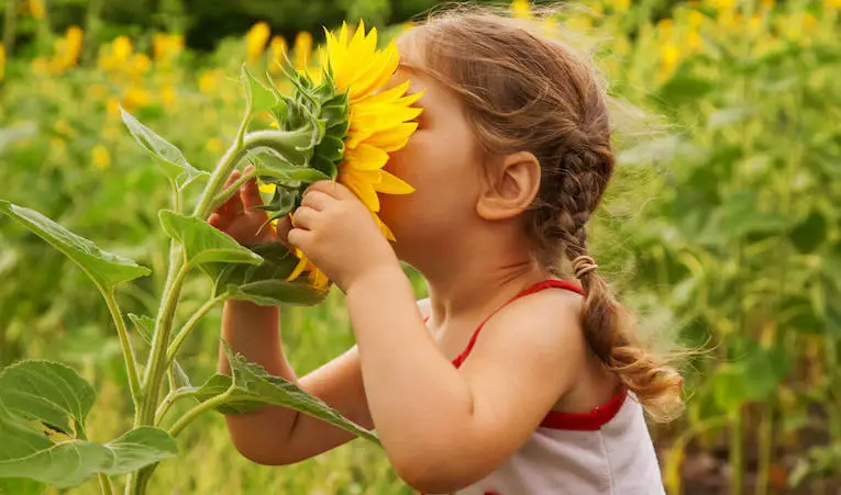 niña pequeña con trenzas oliendo un girasol