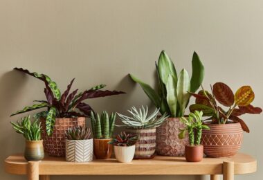 plantas de interior que no requieren mucho cuidado