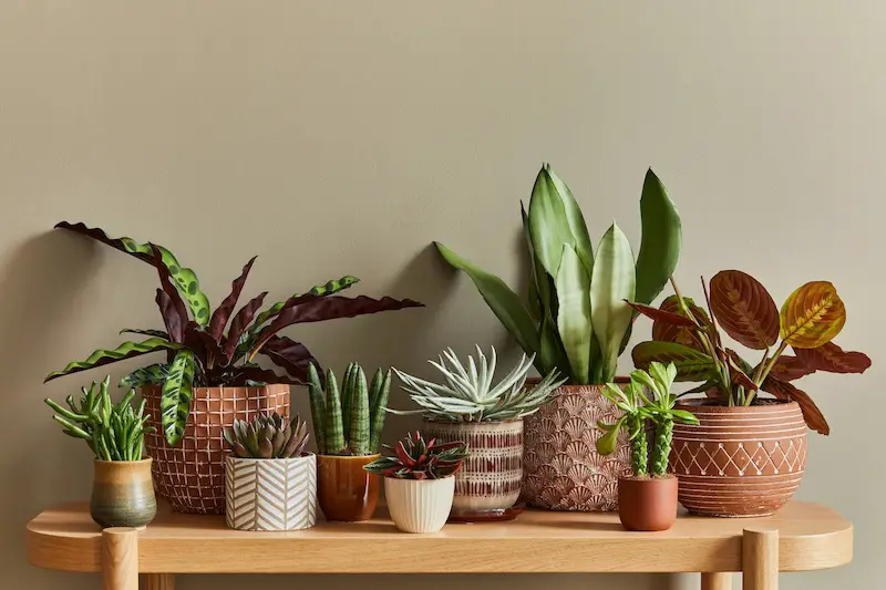 plantas de interior que no requieren mucho cuidado