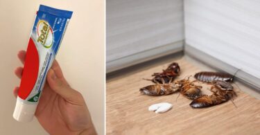 Así deberías usar la pasta de dientes para terminar con las cucarachas