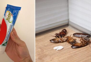 Así deberías usar la pasta de dientes para terminar con las cucarachas