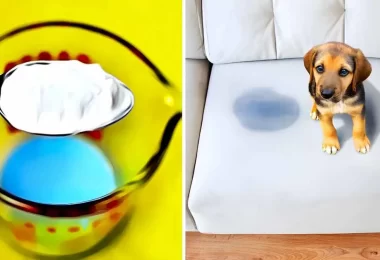 Consejos para eliminar el olor a orina de los gatos y los perros