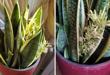 Cómo puedes hacer flores una lengua de suegra