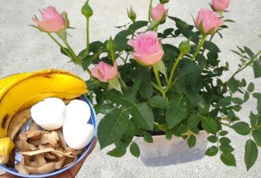 Ingredientes para tener plantas más frondosas