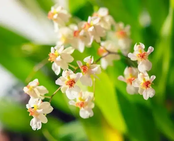 orquídea blanca oncidium