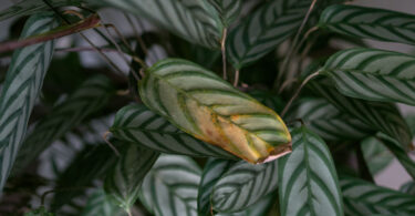 Cómo saber si demasiado riego está matando tus plantas