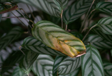 Cómo saber si demasiado riego está matando tus plantas
