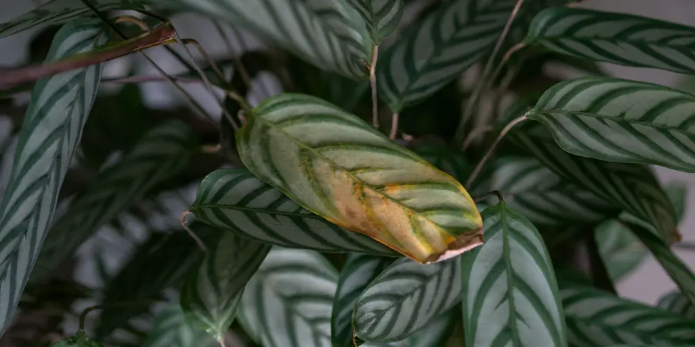 Cómo saber si demasiado riego está matando tus plantas