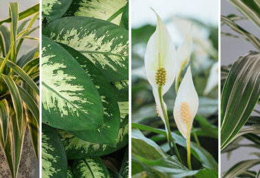 Plantas de interior que no requieren mucha luz