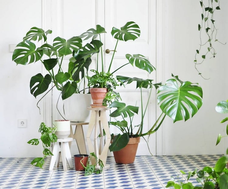 Plantas de interior que requieren poca luz