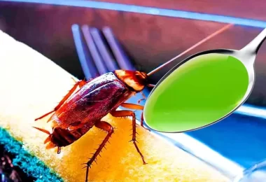 C´ómo repeler cucarachas de forma natural