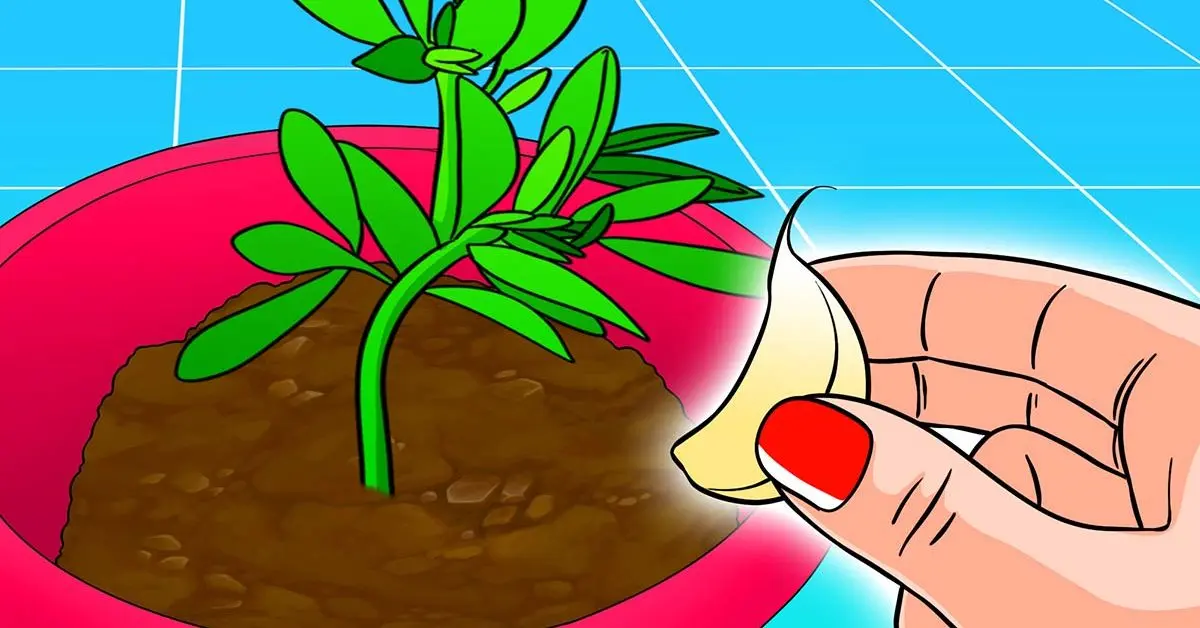 ¿Por qué deberías plantar un diente de ajo en tus macetas? La punta brillante de los floristas.