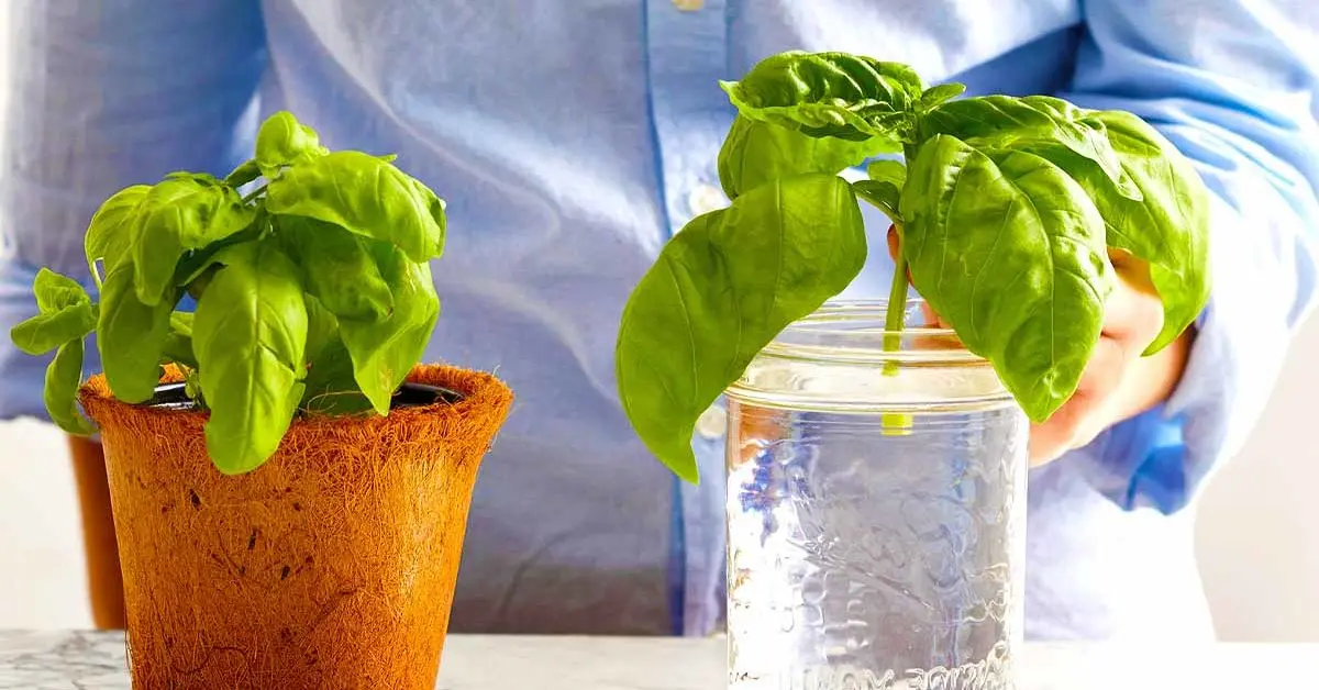 Plantas aromáticas en solo agua