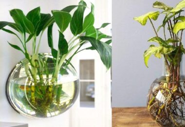 Mejores plantas para cultivar en agua