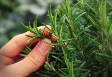 Plantas que alejan a las hormigas y otros insectos