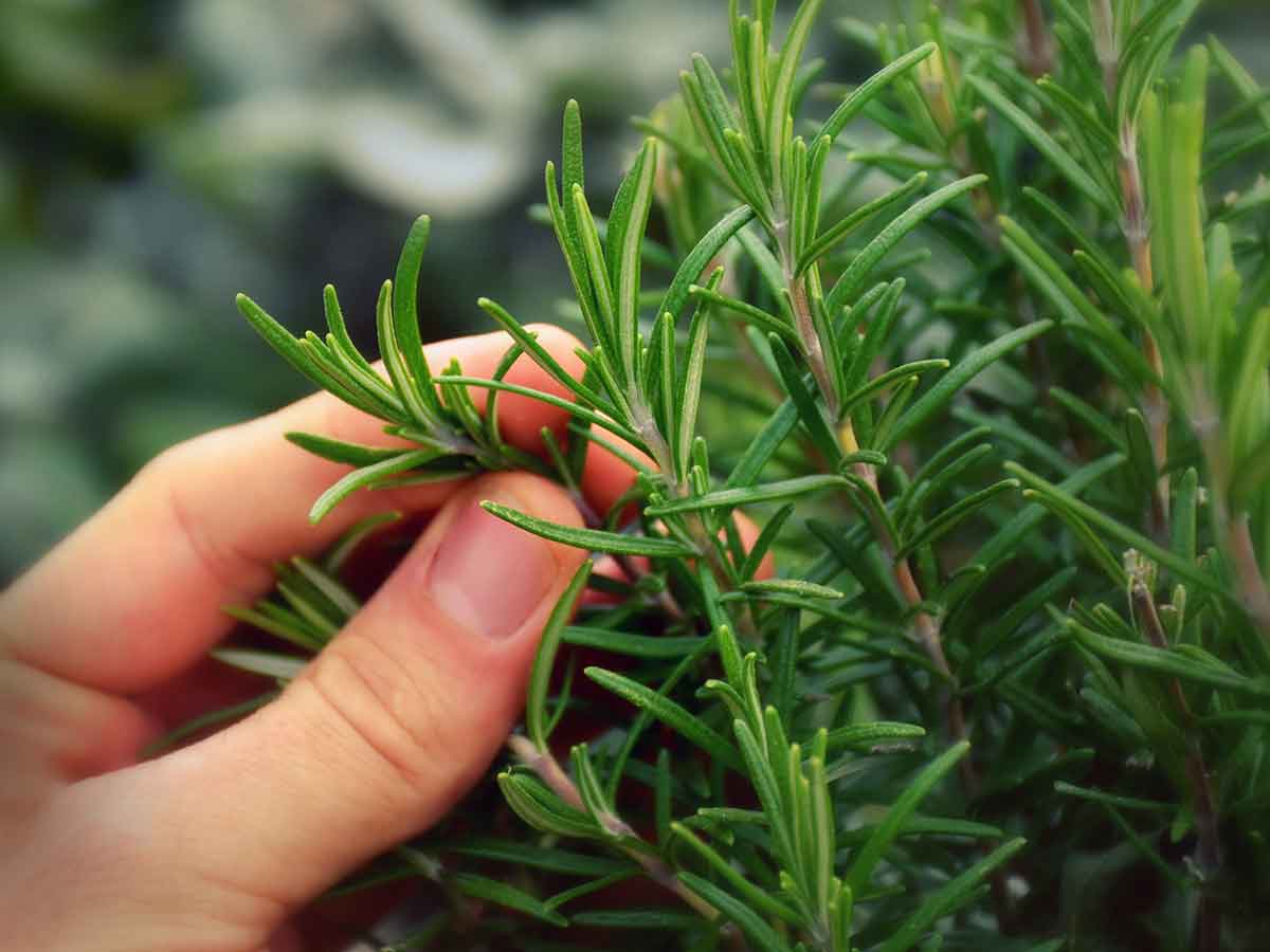 Plantas que alejan a las hormigas y otros insectos