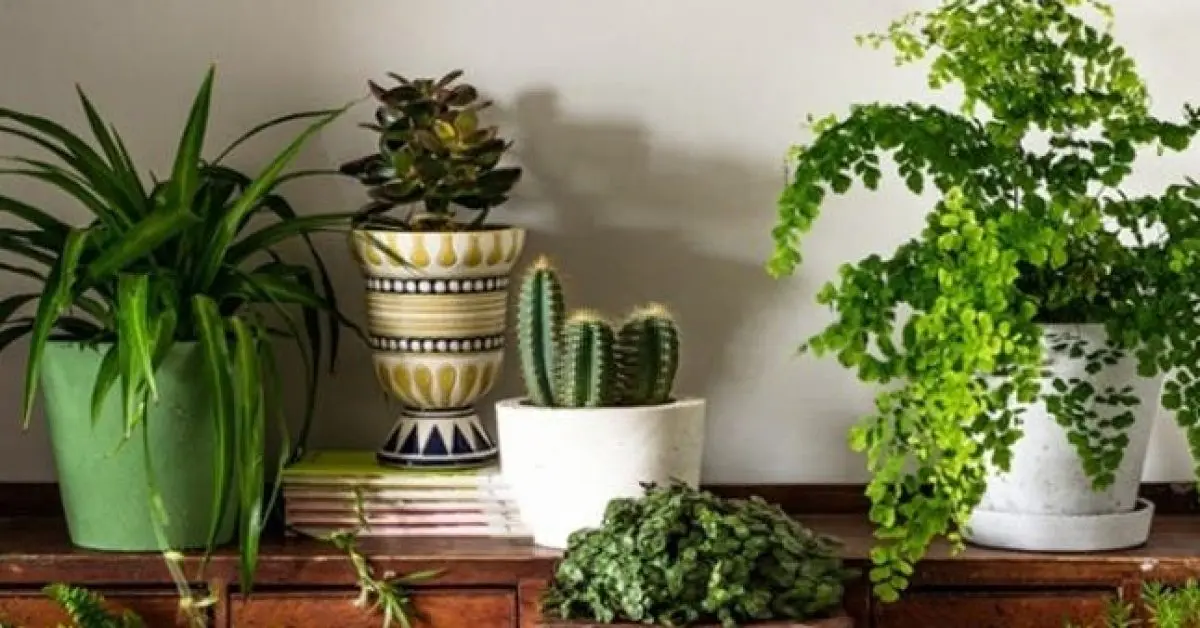 Tener plantas en casa puede ayudarte a vivir más años