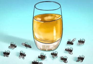 Así ouedes repeler a las moscas con estas soluciones caseras