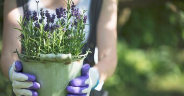 Guía para cultivar lavanda en casa