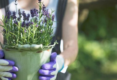 Guía para cultivar lavanda en casa