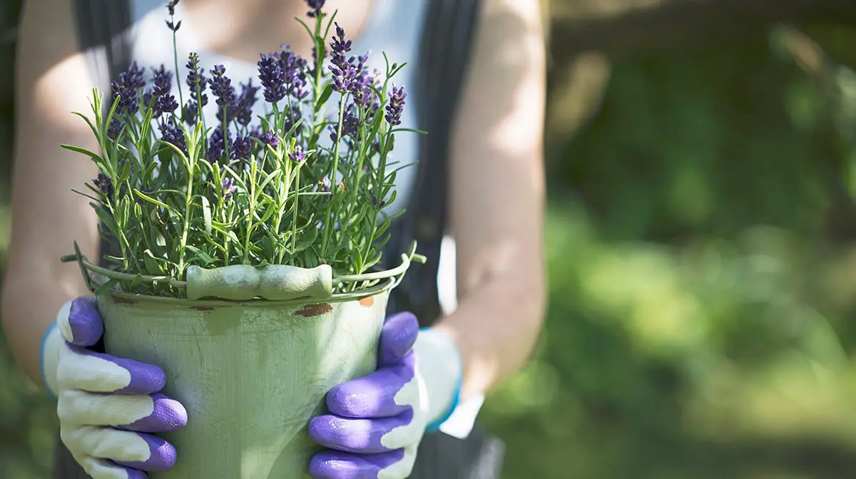 Guía para cultivar lavanda en casa