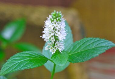 Beneficios de las flores de la menta