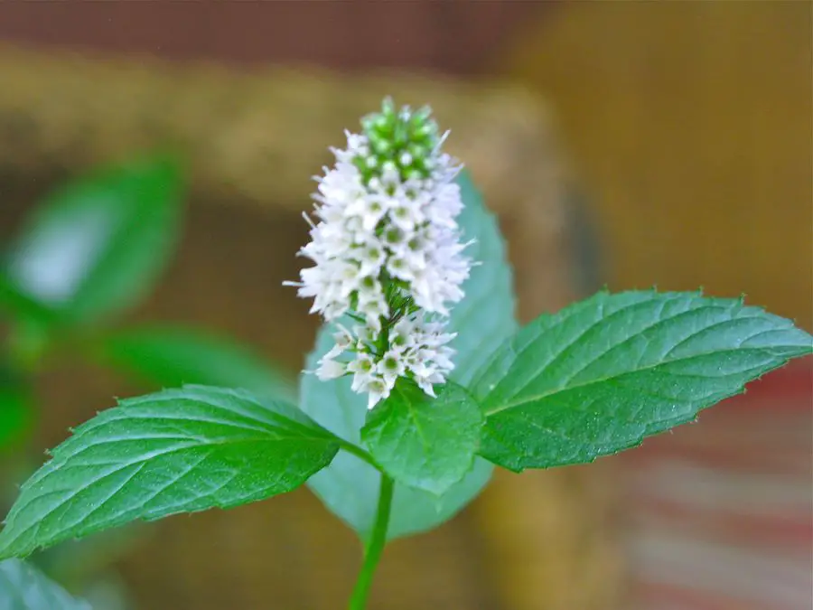 Beneficios de las flores de la menta